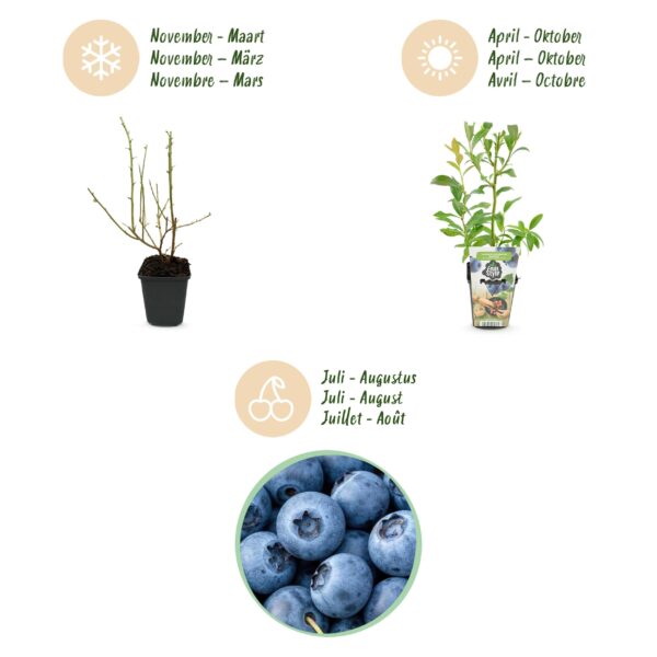 thumbnail_6000-670.jpg Blauwe Bes - Vaccinium corymbossum Bluegold - Winterhard - 3 Planten