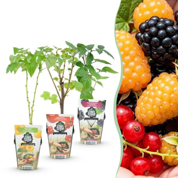 thumbnail_6000-671.jpg Tricolour - Rode Bes - Gele Framboos - Zwarte Braam - Winterhard - 3 Planten