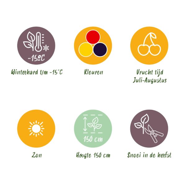 thumbnail_6000-681.jpg Tricolour - Rode Bes - Gele Framboos - Zwarte Braam - Winterhard - 3 Planten