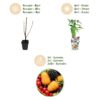 Tricolour - Rode Bes - Gele Framboos - Zwarte Braam  - Winterhard - 3 Planten