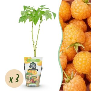 thumbnail_6000-684.jpg Framboos - Rubus idaeus Fallgold - Winterhard - 3 Planten