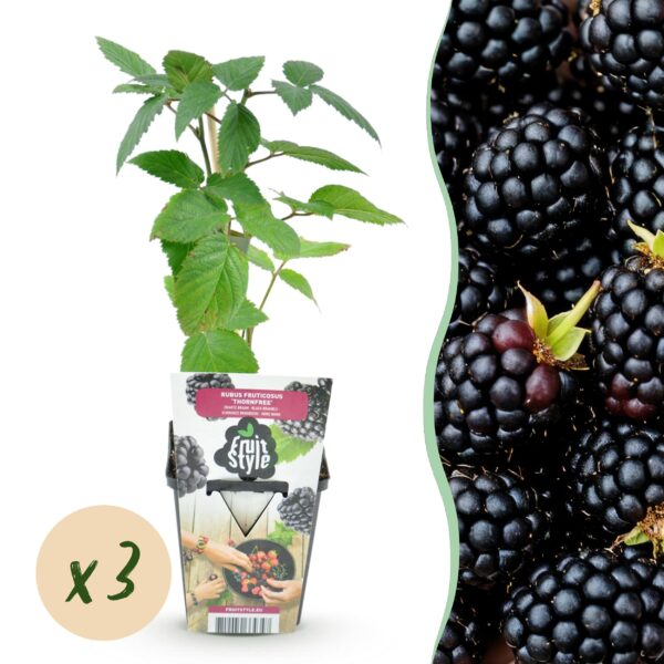 thumbnail_6000-708.jpg Doornloze Braam - Rubus Thornfree - Winterhard - 3 Planten