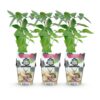 Doornloze Braam - Rubus Thornfree - Winterhard - 3 Planten
