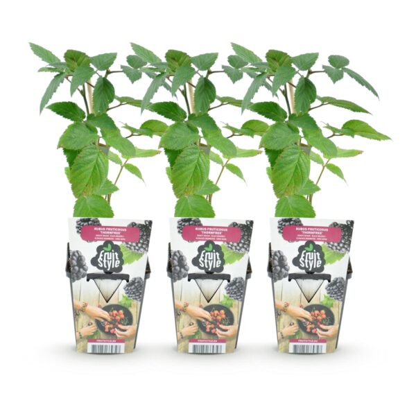 thumbnail_6000-709.jpg Doornloze Braam - Rubus Thornfree - Winterhard - 3 Planten