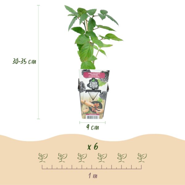 thumbnail_6000-710.jpg Doornloze Braam - Rubus Thornfree - Winterhard - 3 Planten