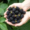 Doornloze Braam - Rubus Thornfree - Winterhard - 3 Planten