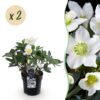 Kerstroos - Helleborus Christmas Carol  - Witte Bloem -2 Planten - Groenblijvend