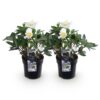 Kerstroos - Helleborus Christmas Carol  - Witte Bloem -2 Planten - Groenblijvend