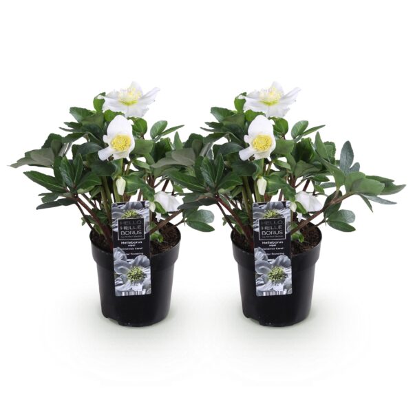 Kerstroos - Helleborus Christmas Carol  - Witte Bloem -2 Planten - Groenblijvend
