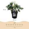 Kerstroos - Helleborus Christmas Carol  - Witte Bloem -2 Planten - Groenblijvend