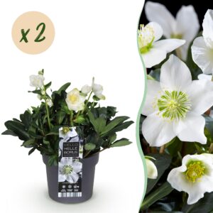 thumbnail_6000-732.jpg Kerstroos - Helleborus Christmas Carol - Witte Bloem -2 Planten - Groenblijvend