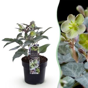 thumbnail_6000-744.jpg Lenten Rose Helleborus sternii Silver Dollar - Groene Bloem -1 Plant - Groenblijvend