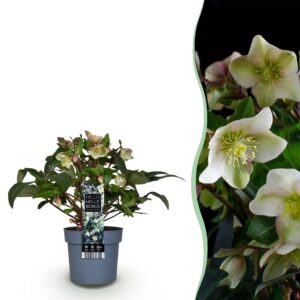 thumbnail_6000-756.jpg Helleborus Diamfire - Groene Bloem - Groenblijvend