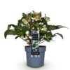 Helleborus Diamfire - Groene Bloem - Groenblijvend