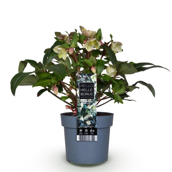 thumbnail_6000-757.jpg Helleborus Diamfire - Groene Bloem - Groenblijvend