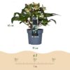 Helleborus Diamfire - Groene Bloem - Groenblijvend