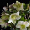 Helleborus Diamfire - Groene Bloem - Groenblijvend