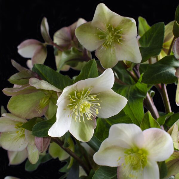 thumbnail_6000-759.jpg Helleborus Diamfire - Groene Bloem - Groenblijvend