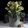 Helleborus Diamfire - Groene Bloem - Groenblijvend