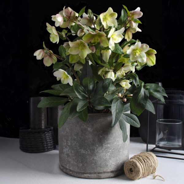 thumbnail_6000-760.jpg Helleborus Diamfire - Groene Bloem - Groenblijvend