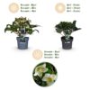 Helleborus Diamfire - Groene Bloem - Groenblijvend