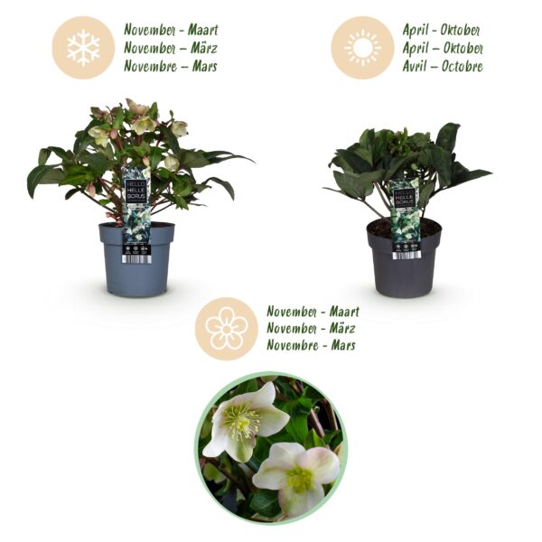 thumbnail_6000-767.jpg Helleborus Diamfire - Groene Bloem - Groenblijvend
