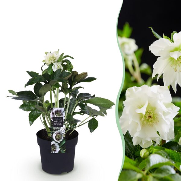 Helleborus orientalis Double Ellen White - Witte Bloem -1 Plant - Groenblijvend