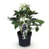 Helleborus orientalis Double Ellen White - Witte Bloem -1 Plant - Groenblijvend