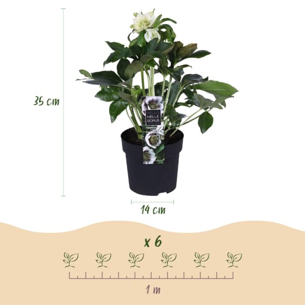 Helleborus orientalis Double Ellen White - Witte Bloem -1 Plant - Groenblijvend