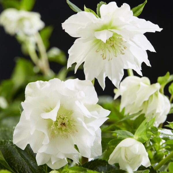 Helleborus orientalis Double Ellen White - Witte Bloem -1 Plant - Groenblijvend