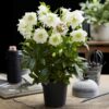 Helleborus orientalis Double Ellen White - Witte Bloem -1 Plant - Groenblijvend