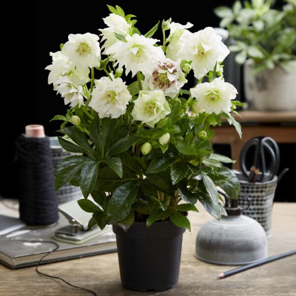 Helleborus orientalis Double Ellen White - Witte Bloem -1 Plant - Groenblijvend