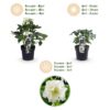 Helleborus orientalis Double Ellen White - Witte Bloem -1 Plant - Groenblijvend