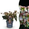 Helleborus Angels Glow - Roze Bloem - Groenblijvend