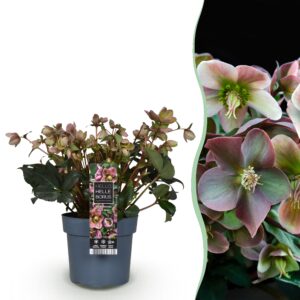 thumbnail_6000-780.jpg Helleborus Angels Glow - Roze Bloem - Groenblijvend