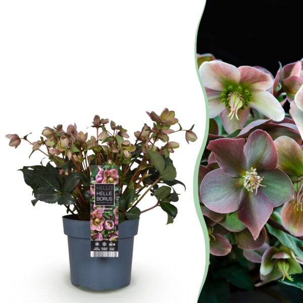 thumbnail_6000-780.jpg Helleborus Angels Glow - Roze Bloem - Groenblijvend