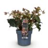 Helleborus Angels Glow - Roze Bloem - Groenblijvend