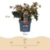 Helleborus Angels Glow - Roze Bloem - Groenblijvend