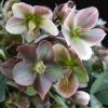 Helleborus Angels Glow - Roze Bloem - Groenblijvend