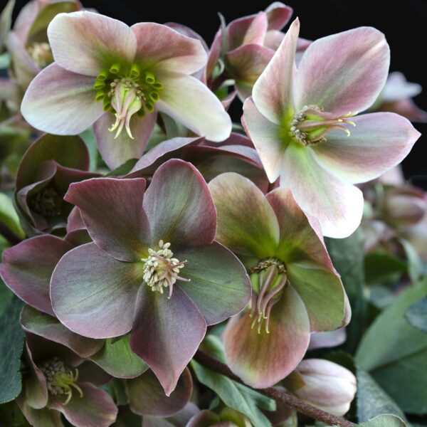 thumbnail_6000-783.jpg Helleborus Angels Glow - Roze Bloem - Groenblijvend