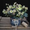 Helleborus Angels Glow - Roze Bloem - Groenblijvend