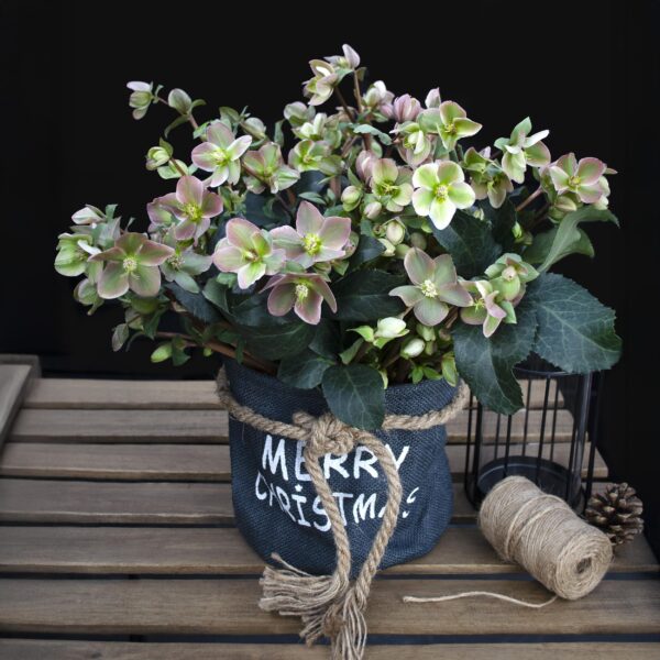 thumbnail_6000-784.jpg Helleborus Angels Glow - Roze Bloem - Groenblijvend