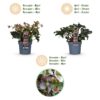 Helleborus Angels Glow - Roze Bloem - Groenblijvend