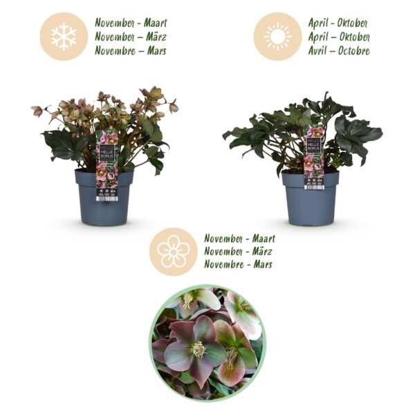 thumbnail_6000-791.jpg Helleborus Angels Glow - Roze Bloem - Groenblijvend