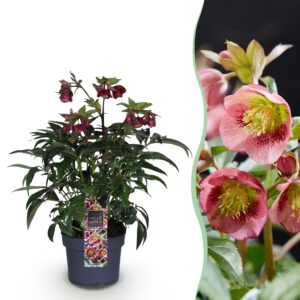 thumbnail_6000-804.jpg Helleborus Dacaya - Roze Bloem - Groenblijvend