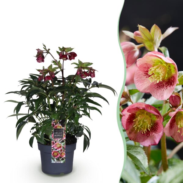 Helleborus Dacaya - Roze Bloem - Groenblijvend