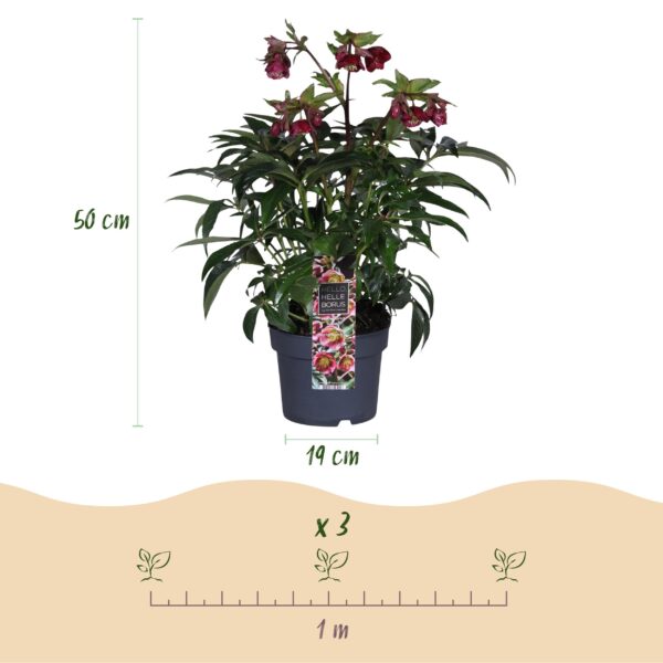 Helleborus Dacaya - Roze Bloem - Groenblijvend
