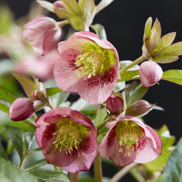 Helleborus Dacaya - Roze Bloem - Groenblijvend