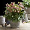 Helleborus Dacaya - Roze Bloem - Groenblijvend