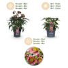 Helleborus Dacaya - Roze Bloem - Groenblijvend